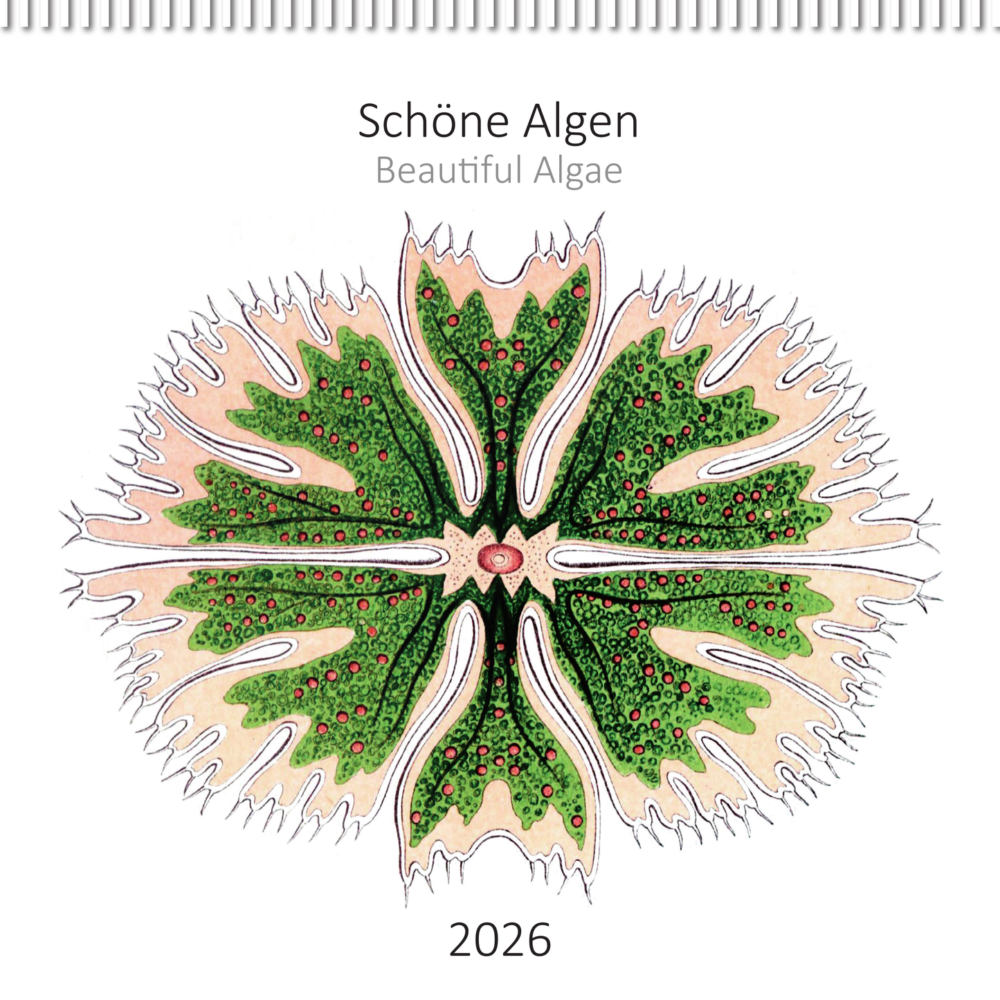 Wandkalender 2026 „Schöne Algen"