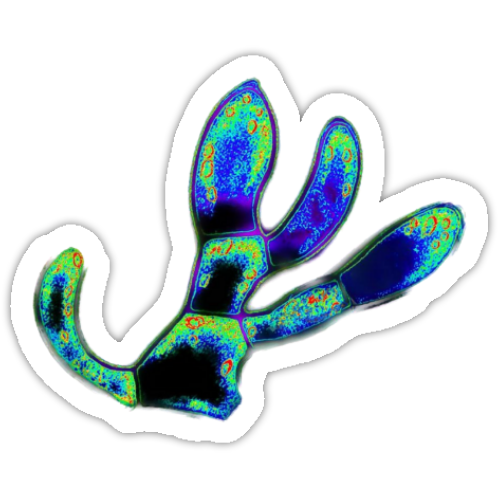 Aufkleber-Set | Mikroskopische Wunder