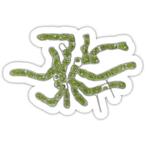 Aufkleber-Set | Mikroskopische Wunder