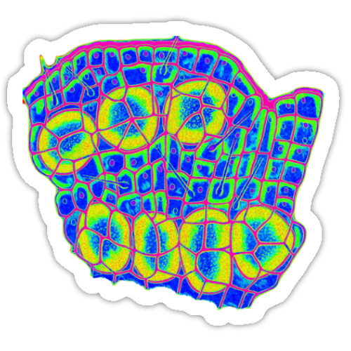 Aufkleber-Set | Mikroskopische Wunder