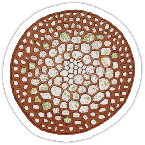 Aufkleber-Set | Mikroskopische Wunder