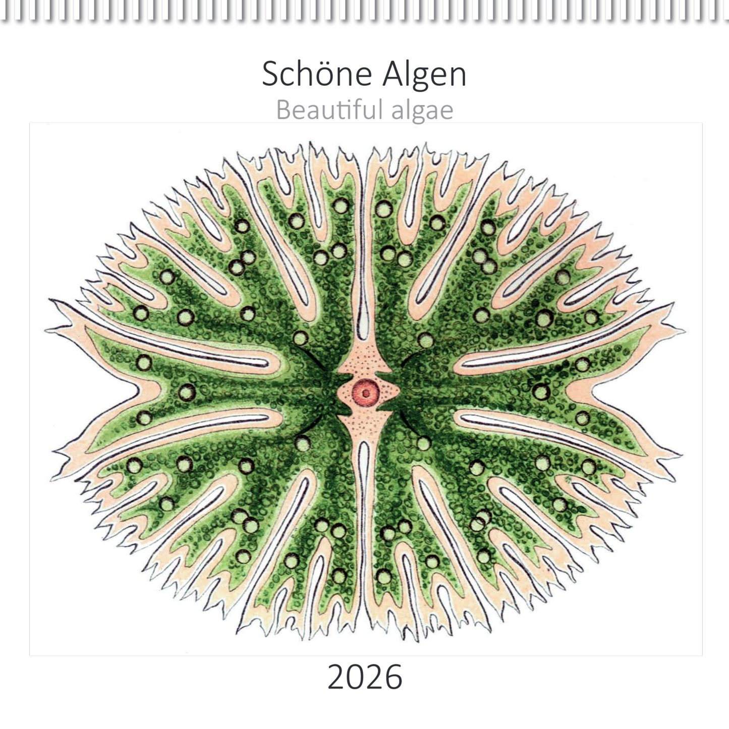 Kalender 2026 „Schöne Algen“: demnächst erhältlich