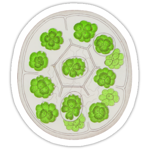 Aufkleber-Set | Mikroskopische Wunder