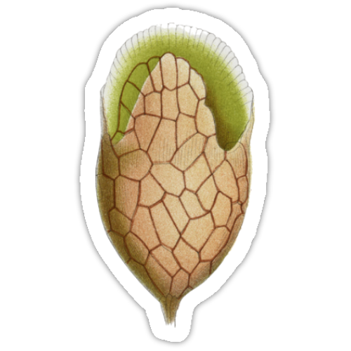 Aufkleber-Set | Mikroskopische Wunder