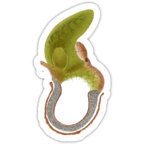 Aufkleber-Set | Mikroskopische Wunder