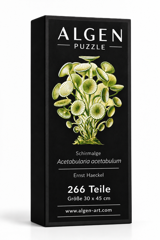 Algen-Puzzle Acetabularia